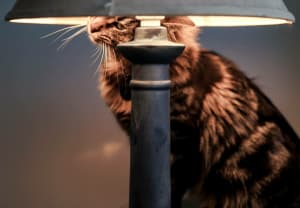 Picture of Nymphadora