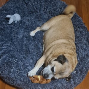 Picture of Diesel