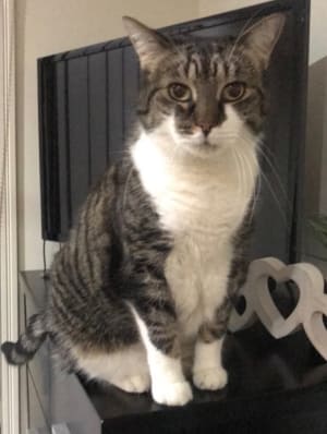 Picture of Mittens