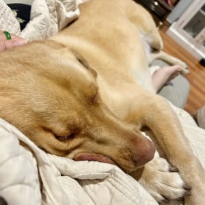 Picture of Loki