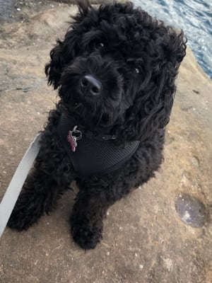 Picture of Miss Boo Boo