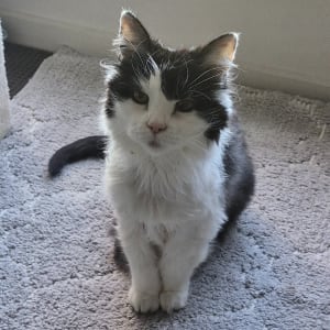 Picture of Possum