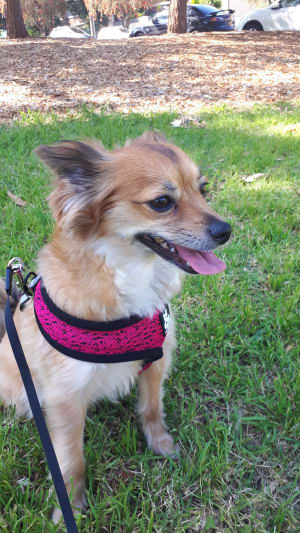 Picture of Sora