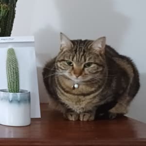 Picture of Queso