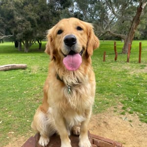 Picture of Buddy
