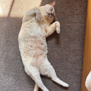 Picture of Rocco
