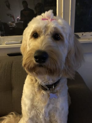 Picture of Chancha