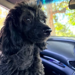 Picture of Alby