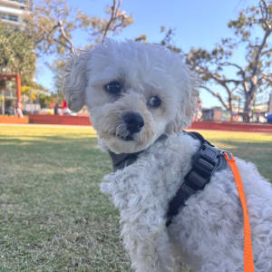 Picture of Poppy
