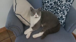 Picture of Theodore