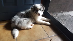 Picture of Frankie