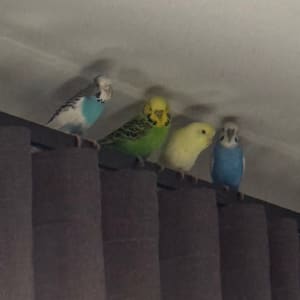 Picture of Budgies