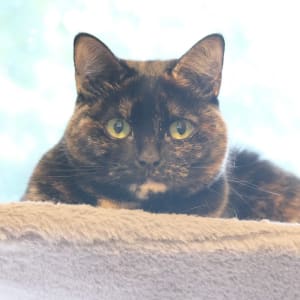 Picture of Muffin