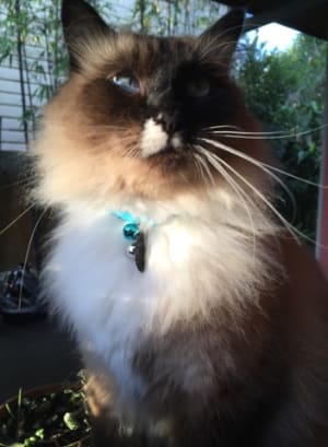 Picture of Squiz
