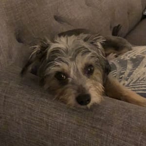 Picture of Ruby