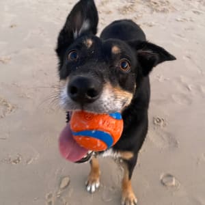 Picture of Penny