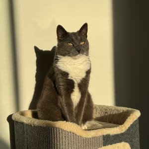 Picture of Missy