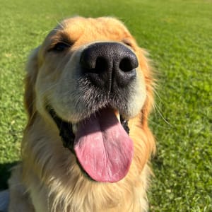 Picture of Sunny