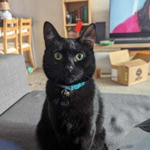 Picture of Nova