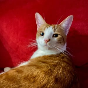 Picture of Freya