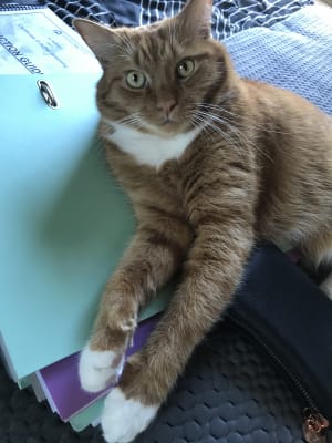 Picture of Flynn