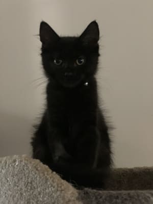 Picture of Toothless