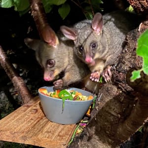 Picture of The Possums