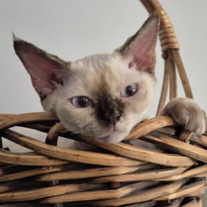 Picture of Shoogy