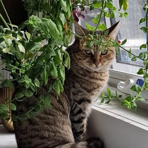 Picture of Dotti