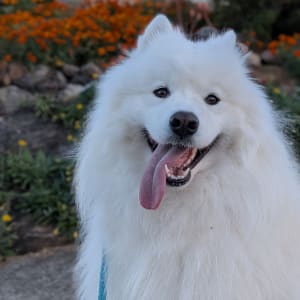 Picture of Koji