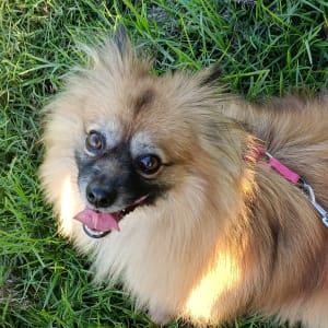 Picture of Laddie