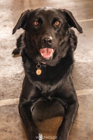 Picture of Tilly