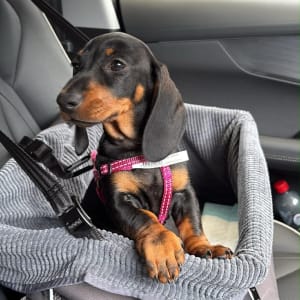 Picture of Valentina