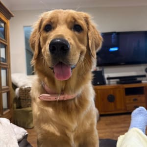 Picture of Billie Eilish