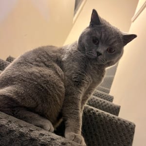 Picture of Baloo