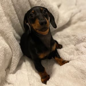 Picture of Gucci the sausage