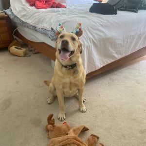 Picture of Nala