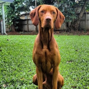 Picture of Rez