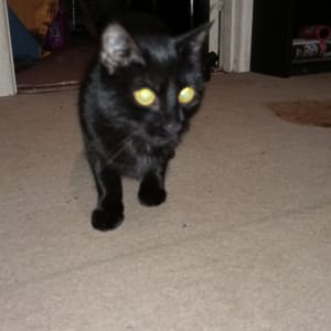 Picture of Lilith
