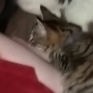 Picture of Meredith