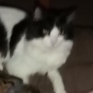 Picture of Astrid