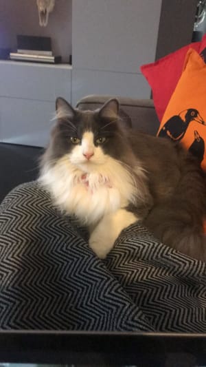Picture of Morpie