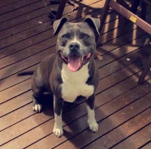 Picture of Nitro