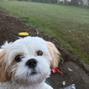 Picture of Skye