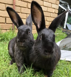 Picture of Gomez and Morticia