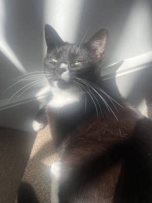 Picture of Sapphire
