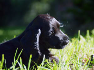Picture of Nala