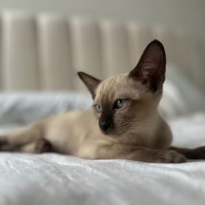 Picture of Remi