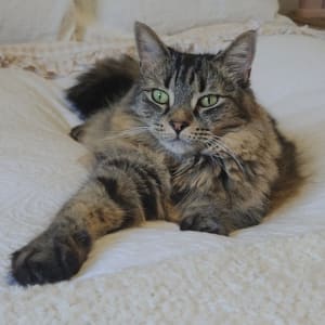 Picture of Ace
