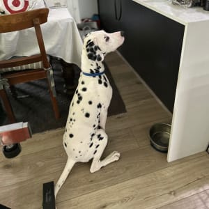 Picture of Atlas